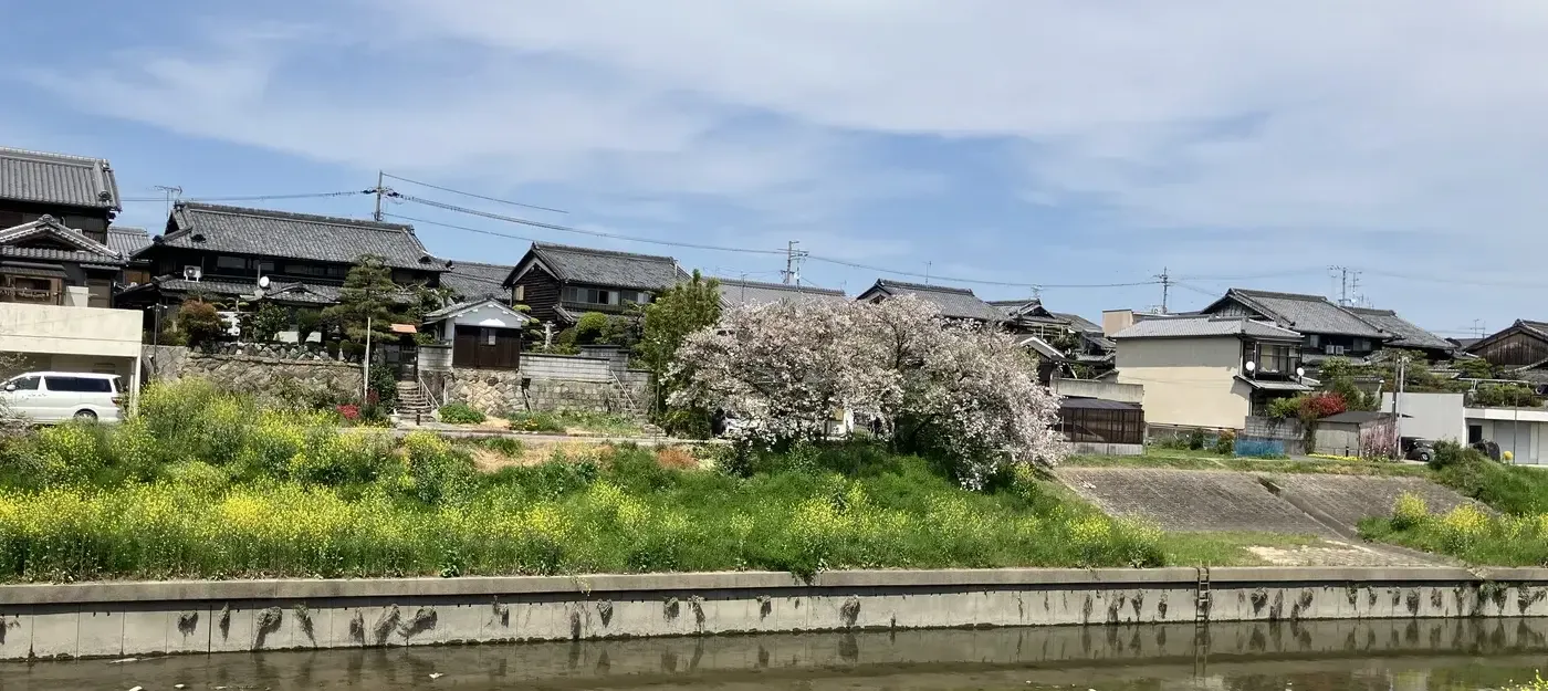 久御山町東一口の集落を川の対岸から見た風景。菜の花の土手の向こうに、瓦屋根の家が並び、中央に桜