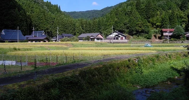 京丹波町の山あいの集落。手前に小川と田んぼ、奥に瓦屋根の家が並び、背後に杉の山