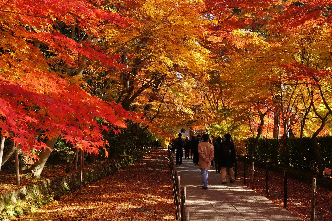光明寺の紅葉の参道。赤や橙に色づいたモミジの下を、参拝客数名が山門に向かって歩いている